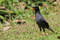 Acridotheres javanicus